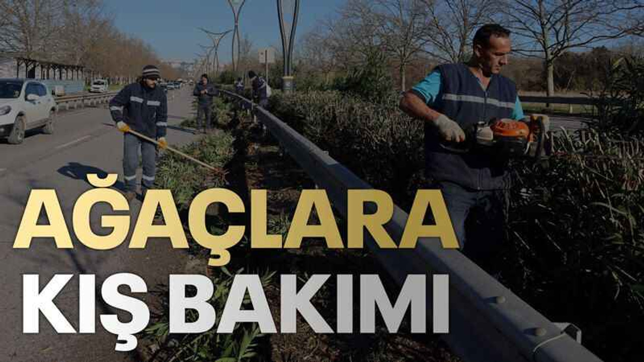 Ağaçlara kış bakımı
